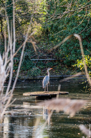 This heron stands on an island on the icy lake in Southwark Park. (Jan23)