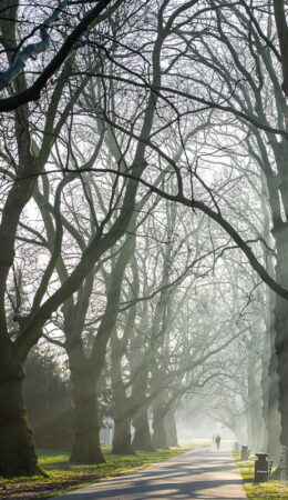 Winter in Southwark Park. The sun was beginning to come through the mist to create shafts of light through the mass of tangled branches. (Dec19)