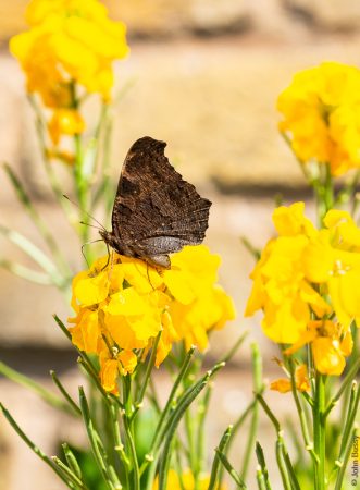 Peacock butterfly on wallflowers with wings closed. (Ap20)