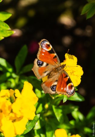 A peacock butterfly with wide open wings. (Ap20)