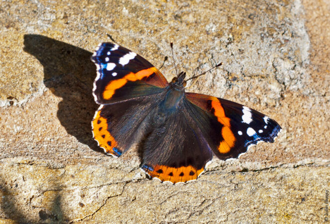 A Red Admiral butterfly, in all its beauty, settles on a garden wall. (Aug12)