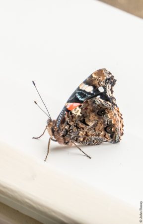 A Red Admiral butterfly with wings closed, sitting on a window cill. (Jul23)