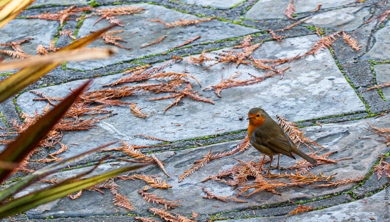 A robin benefitting from the peacefulness in this garden oasis in Southwark Park. (Dec19)