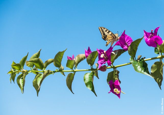 A Swallowtail sitting on some flowering bracts of bougainvillea. (Jun18)