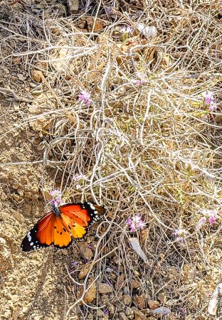 A very beautiful butterfly was on Greek Island of Astypalea. (Jun20)