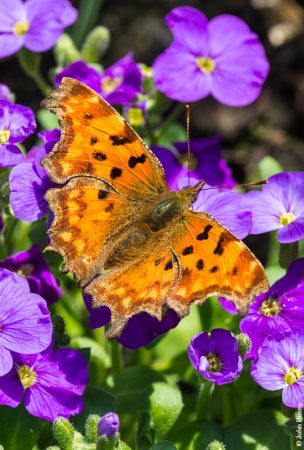 The Comma gets its name from a small, white comma-shaped marking on the underside of it wing. This beauty was happy to sit and show off the colours on the upper side of its wings. (Ap18)