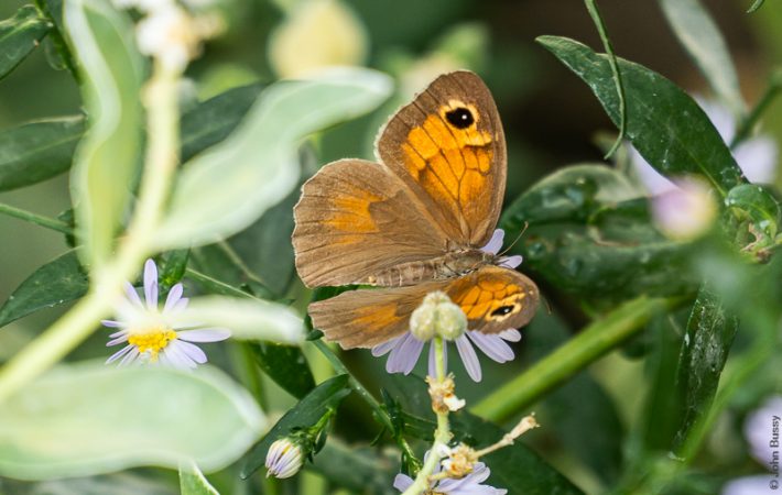 This Meadow Brown was deep in a garden flowerbed. (Sept23)