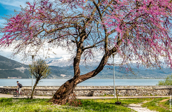 Lake Pamvotida, mountains and a Judas tree. (Ap23)