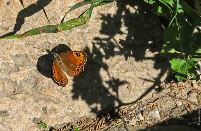 This Large Wall Brown was on the steps to Diagoras Square in the ancient Roman Western Extension in Kos town. (Mar03)