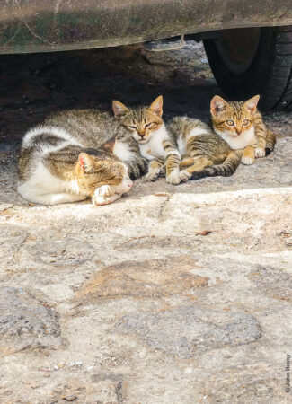 Greek cats fairly safe under a car in Patmos Chora. (Sept15)