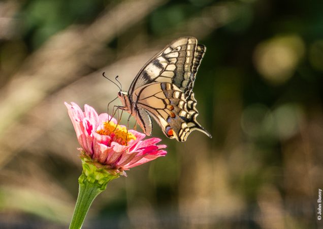 Swallowtail butterfly sitting on a garden flower, showing its red eyespot. (Oct19)