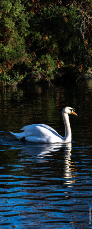 A swan on the lake in Southwark Park in low winter sun. (Jan23)