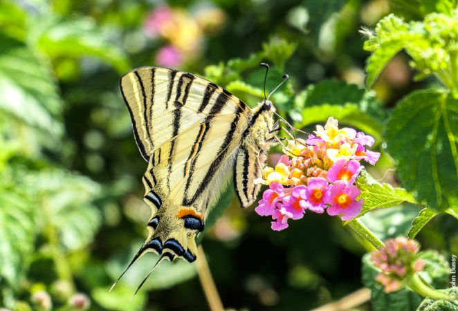 Swallowtail butterfly in front of the Patras Archaeological Museum. (Ap24)