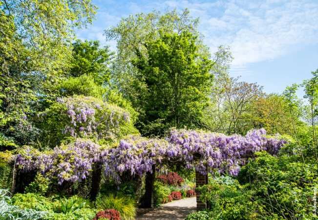 Wisteria in flower covers this pergola in Ada Salter Garden (May16)