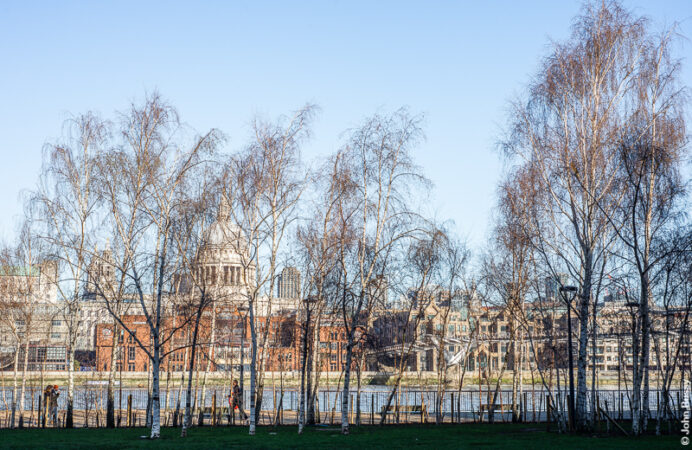 St Paul's Cathedral and Millennium Bridge can be seen through the trees. (Feb21)