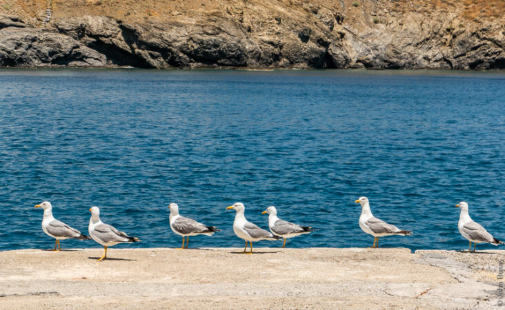 Seagulls wait patiently for the fishermen to throw out scraps while clearing their fishing nets. (Jun22)