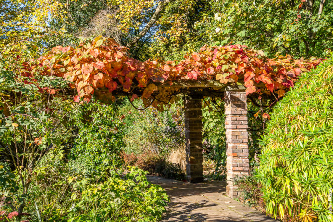 Creepers on a pergola turning from green to yellow to red to brown. (Oct22)