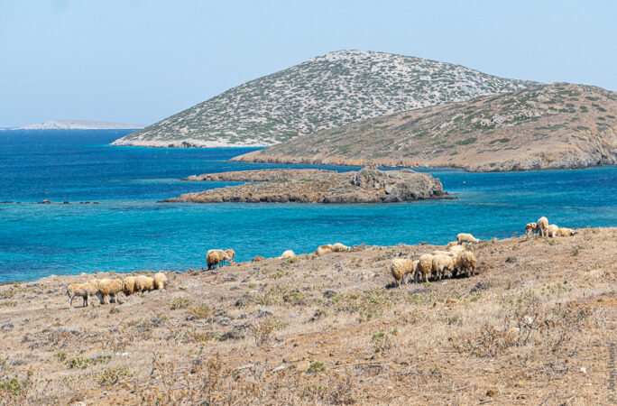 A flock of sheep on a hillside beside the turquoise sea near Maltezana. (Jun23)