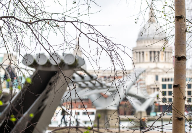 Fine silver birch twigs in front of the Millennium Bridge and St Paul's Cathedral, making a rather different view. (Mar24)