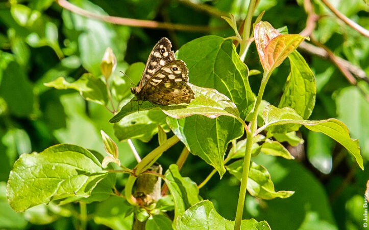 This butterfly has found some new shoots in Southwark Park. (May24)