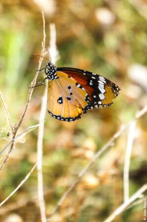 This butterfly was more damaged but also seen on the Greek island of Astypalea. (July24)