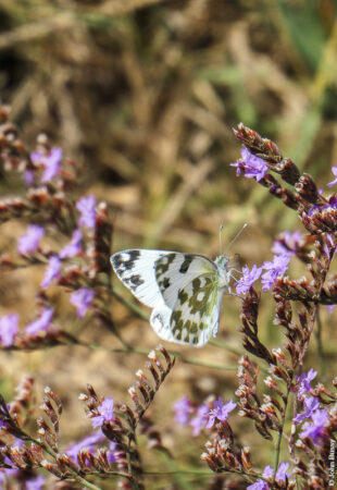 Butterfly on some wild flowers on Greek Island ot Astypalea. (July24)