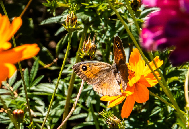 A beautiful specimen of a Painted Lady on the Greek Island of Samos. (Oct25)